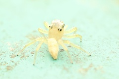 Epocilla