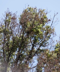 Podocarpus latifolius