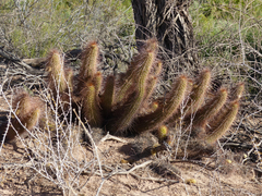 Trichocereus strigosus