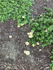 Agrocybe putaminum