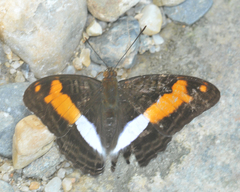 Adelpha jordani