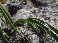 Trachyandra hirsutiflora