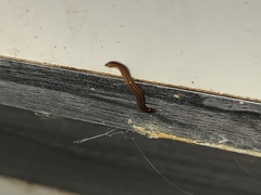 Caenoplana