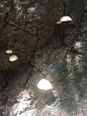 Panellus pusillus