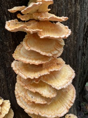Laetiporus cincinnatus
