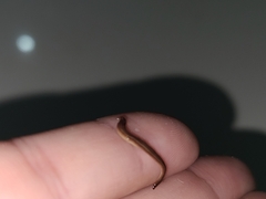 Caenoplana