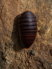 Aptera fusca
