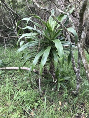Dracaena aletriformis