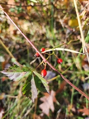 Rosa rubiginosa