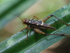Cardiodactylus esakii