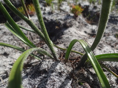 Trachyandra hirsutiflora