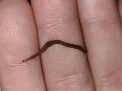 Caenoplana