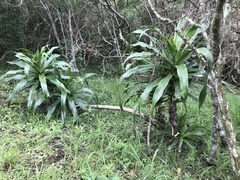 Dracaena aletriformis