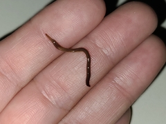 Caenoplana