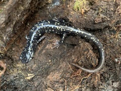 Plethodon glutinosus