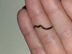 Caenoplana