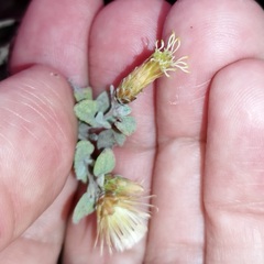 Brickellia veronicifolia