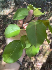 Pyrus