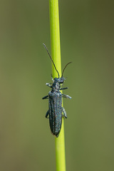 Oedemera