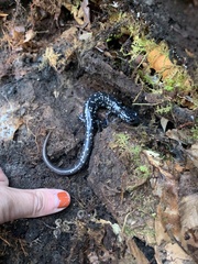 Plethodon glutinosus