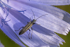 Oedemera