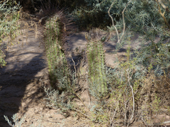 Echinopsis leucantha