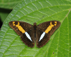 Adelpha justina