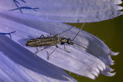 Oedemera