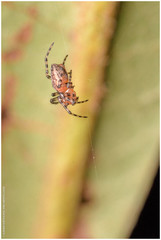 Alpaida gallardoi