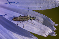 Oedemera