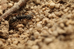 Ectomomyrmex leeuwenhoeki