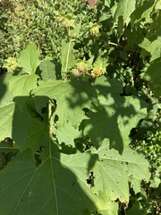 Smallanthus uvedalia