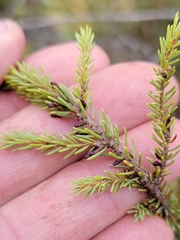 Arceuthobium pusillum