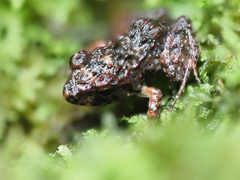 Palau Frog photo 3