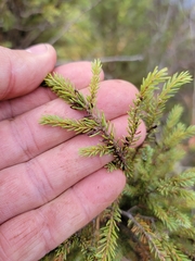 Arceuthobium pusillum