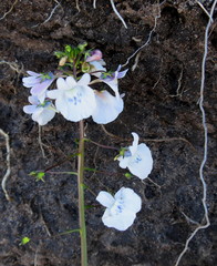 Nemesia elata