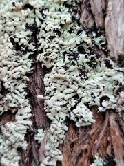 Menegazzia