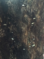 Panellus pusillus