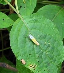 Cofana