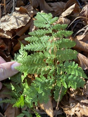 Dryopteris dilatata