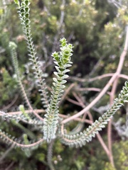 Struthiola argentea