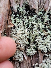 Menegazzia