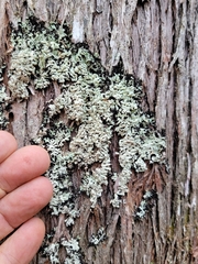 Menegazzia