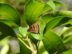 Aguna asander asander