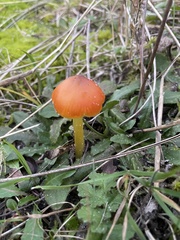 Hygrocybe conicoides