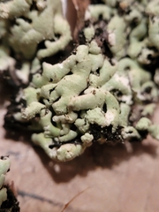 Menegazzia