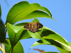 Aguna asander asander