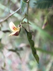 Aeschynomene americana