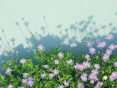Felicia aethiopica