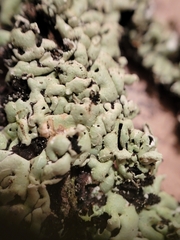 Menegazzia
